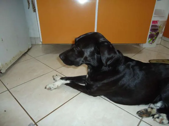 Cachorro ra a Labrador idade 3 anos nome Tob