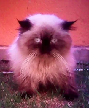 Gato raça perca idade 2 anos nome leo
