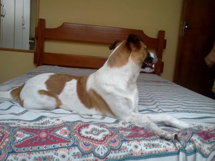 Cachorro ra a Indefinida idade 7 a 11 meses nome Kate Middleton