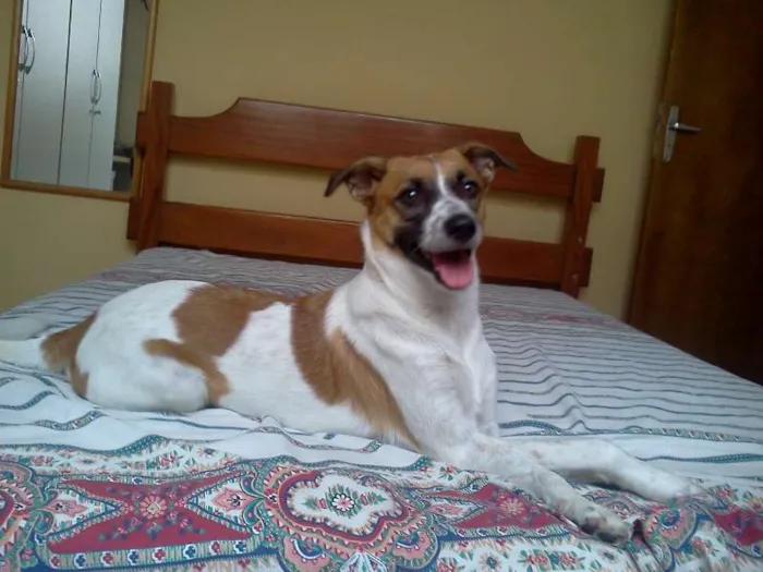 Cachorro ra a Indefinida idade 7 a 11 meses nome Kate Middleton