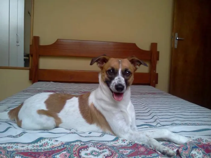 Cachorro ra a Indefinida idade 7 a 11 meses nome Kate Middleton