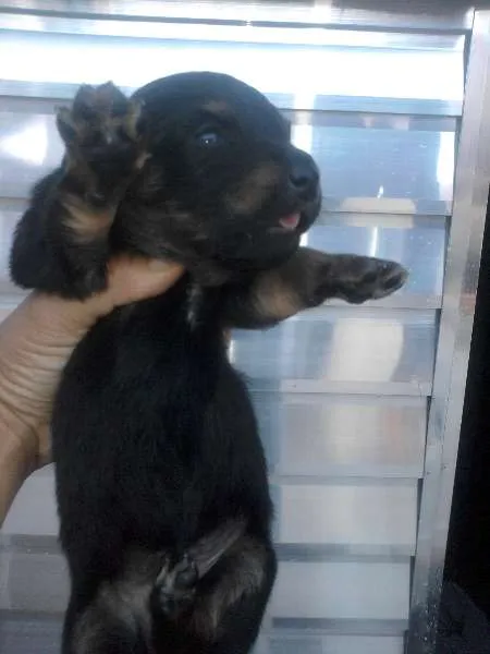 Cachorro ra a vira lata idade Abaixo de 2 meses nome filhotes 