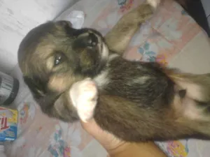 Cachorro raça vira lata idade Abaixo de 2 meses nome filhotes 