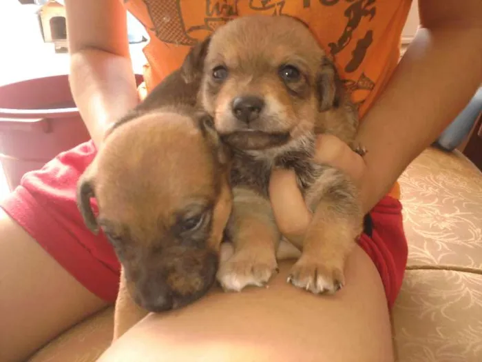 Cachorro ra a vira lata idade Abaixo de 2 meses nome filhotes 
