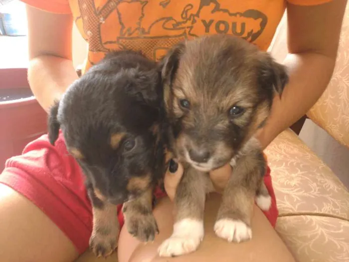 Cachorro ra a vira lata idade Abaixo de 2 meses nome filhotes 