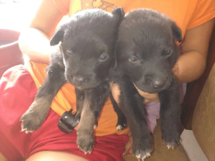 Cachorro ra a vira lata idade Abaixo de 2 meses nome filhotes 