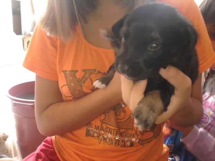 Cachorro ra a vira lata idade Abaixo de 2 meses nome filhotes 