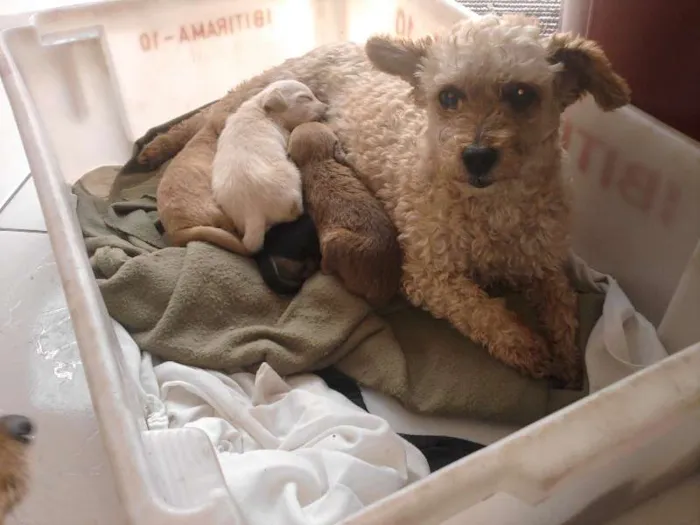Cachorro ra a vira lata idade Abaixo de 2 meses nome filhotes 