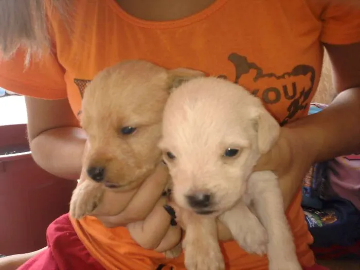Cachorro ra a vira lata idade Abaixo de 2 meses nome filhotes 