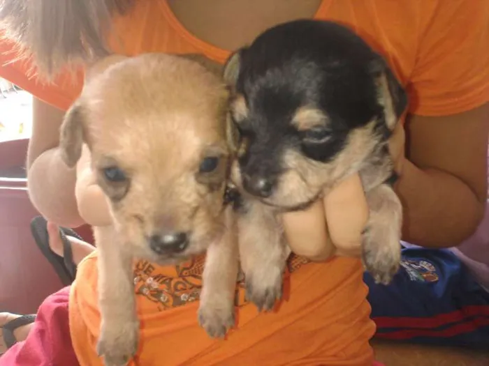 Cachorro ra a vira lata idade Abaixo de 2 meses nome filhotes 