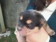 Filhotes 2