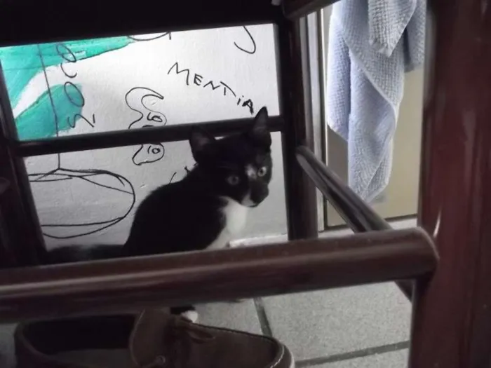 Gato ra a desconhecida idade 2 a 6 meses nome Pudim