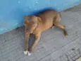 Menina