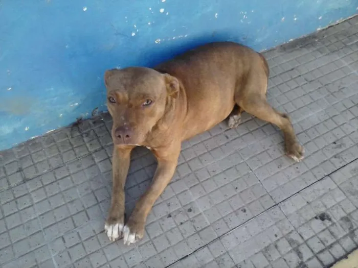 Cachorro raça Pit-Bull idade 3 anos nome Menina