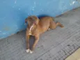 Menina