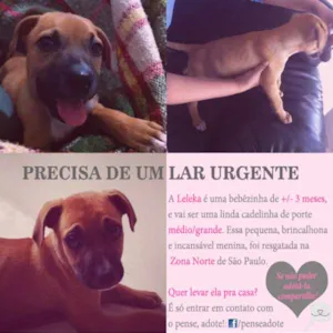 Cachorro raça SRD idade 2 a 6 meses nome Leleka