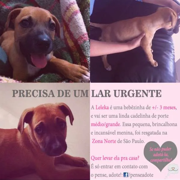 Cachorro ra a SRD idade 2 a 6 meses nome Leleka