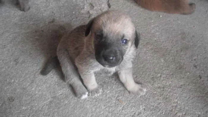 Cachorro ra a vira-lata idade Abaixo de 2 meses nome Mel 
