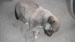 Cachorro raça vira-lata idade Abaixo de 2 meses nome Mel 