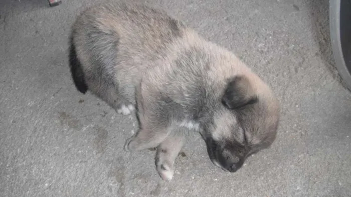 Cachorro ra a vira-lata idade Abaixo de 2 meses nome Mel 