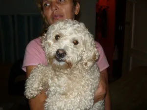 Cachorro raça Poodle idade 2 anos nome Spike loiro