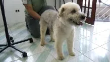 Cachorro ra a Poodle idade 3 anos nome Bob