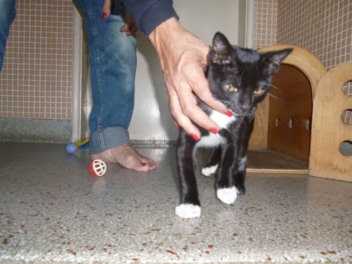 Gato ra a SRD idade 2 a 6 meses nome Sem nome 