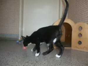 Gato raça SRD idade 2 a 6 meses nome Sem nome 