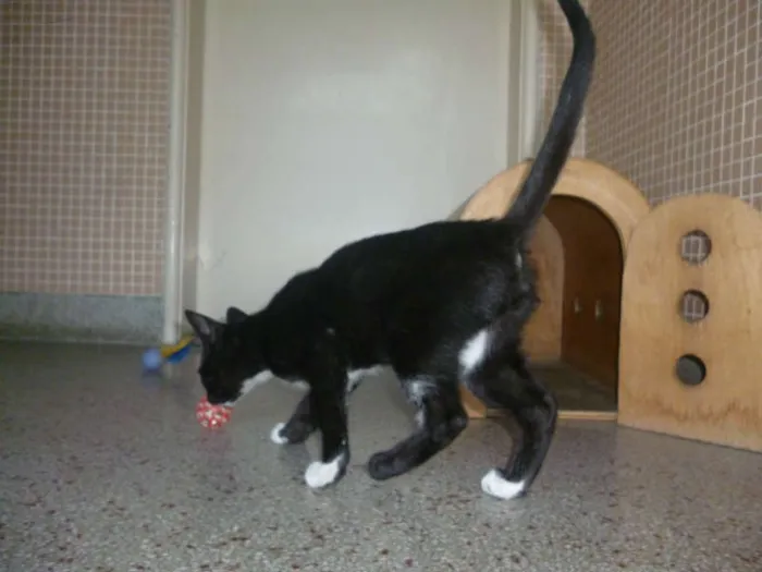 Gato ra a SRD idade 2 a 6 meses nome Sem nome 