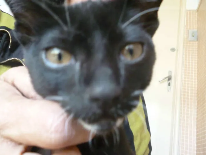 Gato ra a SRD idade 2 a 6 meses nome Sem nome 
