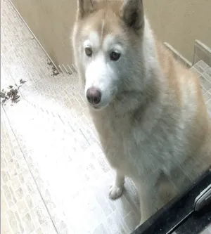 Cachorro raça Husky Siberiano idade 5 anos nome Safire