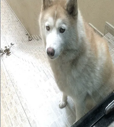 Cachorro ra a Husky Siberiano idade 5 anos nome Safire