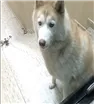 Cachorro raça Husky Siberiano idade 5 anos nome Safire