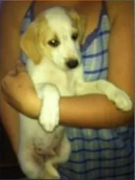 Cachorro raça SRD idade 2 a 6 meses nome DUDU 2 MESES