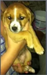 Cachorro raça SRD idade 2 a 6 meses nome ZARA 2  MESES