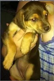 Cachorro raça SRD idade 2 a 6 meses nome PITUCA 2 MESES