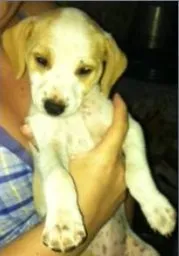 Cachorro raça SRD idade 2 a 6 meses nome ISIS 2 MESES