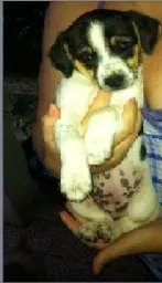 Cachorro raça SRD idade 2 a 6 meses nome TAMI 2 MESES