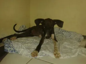 Cachorro raça sem raça idade 2 a 6 meses nome lady