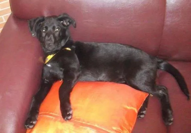 Cachorro ra a Indefinida idade 1 ano nome Jully