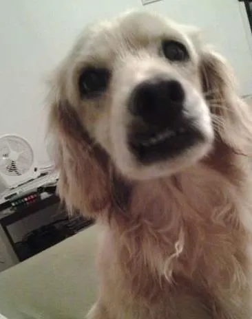 Cachorro ra a Vira Lata idade 5 anos nome Amendoim