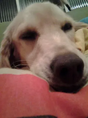 Cachorro raça Vira Lata idade 5 anos nome Amendoim
