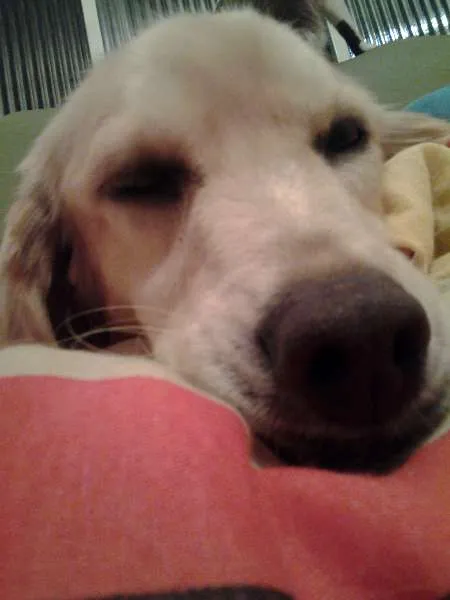 Cachorro ra a Vira Lata idade 5 anos nome Amendoim