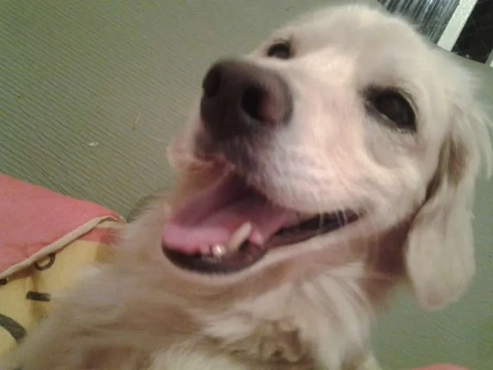 Cachorro ra a Vira Lata idade 5 anos nome Amendoim