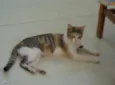 HOBIT