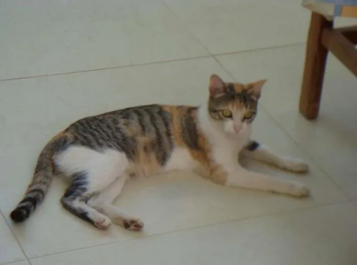 Gato ra a  idade 7 a 11 meses nome HOBIT