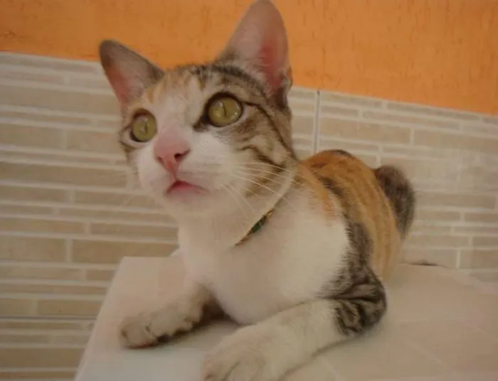 Gato ra a  idade 7 a 11 meses nome HOBIT