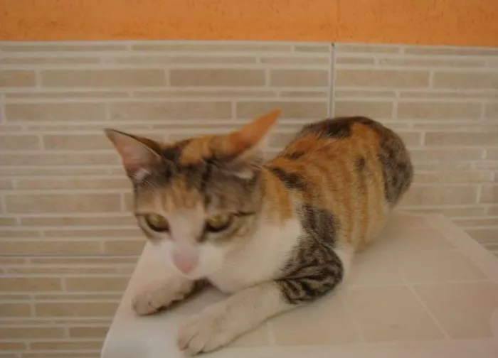 Gato ra a  idade 7 a 11 meses nome HOBIT