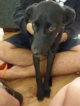 Pipoca