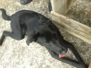 Cachorro raça SRD idade 7 a 11 meses nome Pipoca